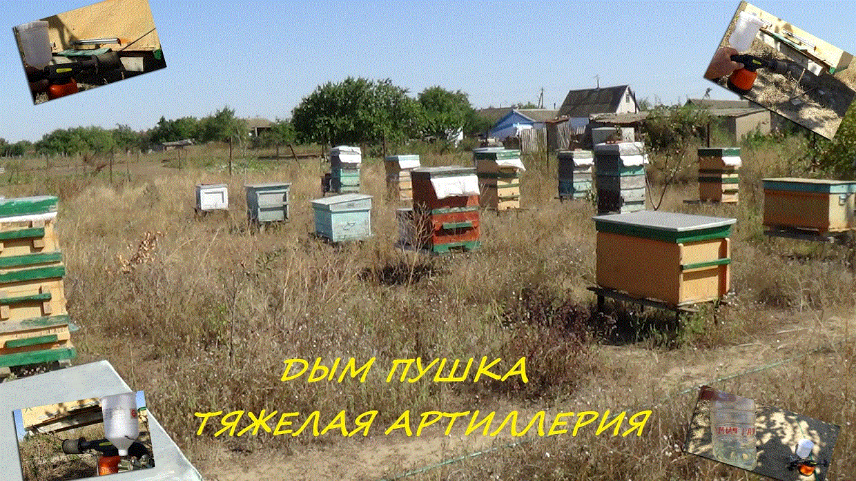 Болезни и Вредители